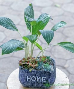 Cây cảnh tặng sinh nhật