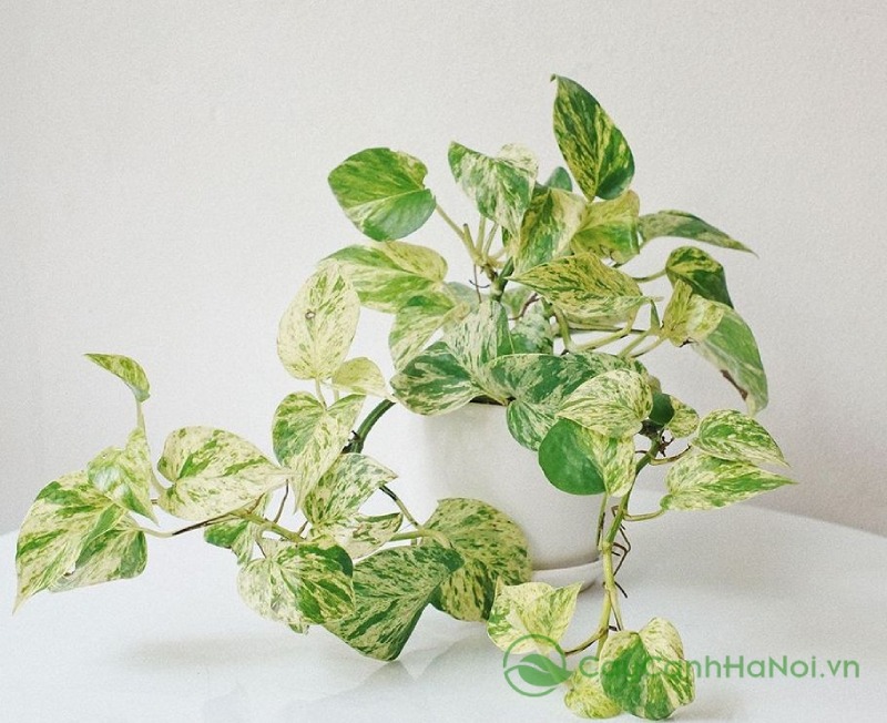 Cây trầu bà cẩm thạch gây ấn tượng với lá xanh pha vân trắng