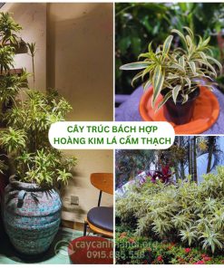 Cây trúc bách hợp hoàng kim lá cẩm thạch