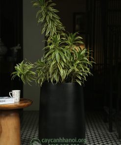 Cây trúc bách hợp hoàng kim thanh lọc không khí tốt