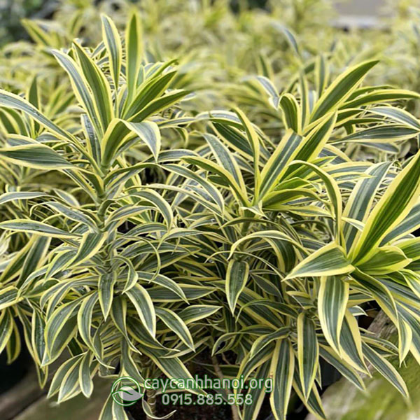 Cây trúc bách hợp cẩm thạch (Dracaena reflexa 'Variegata')