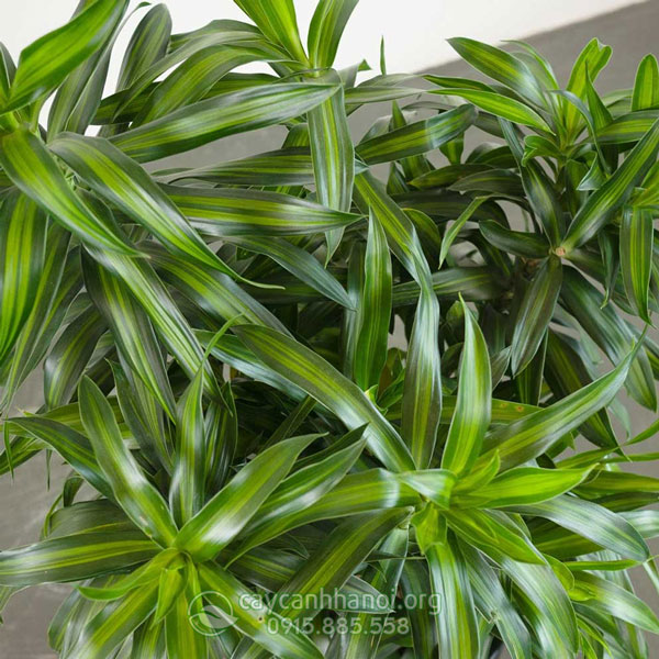Cây trúc bách hợp (Dracaena reflexa)