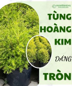Cây tùng hoàng kim dáng col tròn mang đến sự vững trãi và sang trọng
