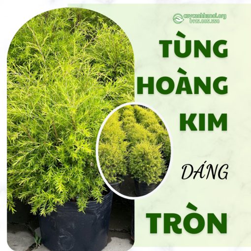 Cây tùng hoàng kim dáng col tròn mang đến sự vững trãi và sang trọng