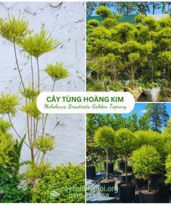 Cây tùng hoàng kim đẹp