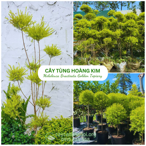 Cây tùng hoàng kim đẹp