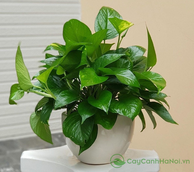 Vạn niên thanh mang ý nghĩa sức khỏe, trường tồn