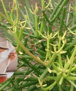 Cây xương cá điều trị viêm xoang