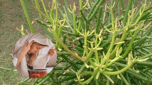 Cây xương cá điều trị viêm xoang