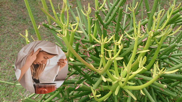 Cây xương cá điều trị viêm xoang