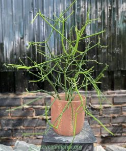 Cây xương cá trồng chậu đất nung