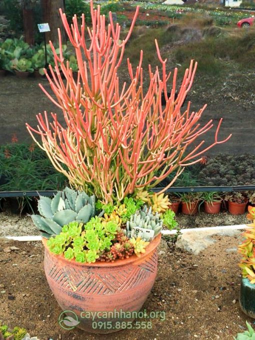 Cây xương cá trồng chậu gốm trang trí nội thất