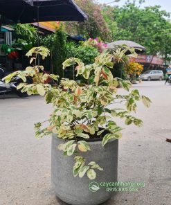 Chậu cây diệp hạ chi