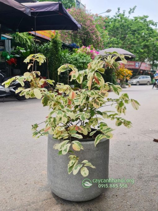 Chậu cây diệp hạ chi