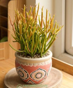 Chậu cây giao san hô để bàn
