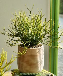 Chậu cây san hô xanh trang trí nội thất