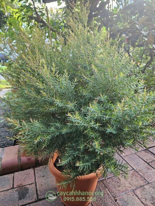 Liễu đỏ thái trồng chậu đá mài
