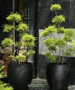 Chậu cây tùng hoàng kim chưng nội thất