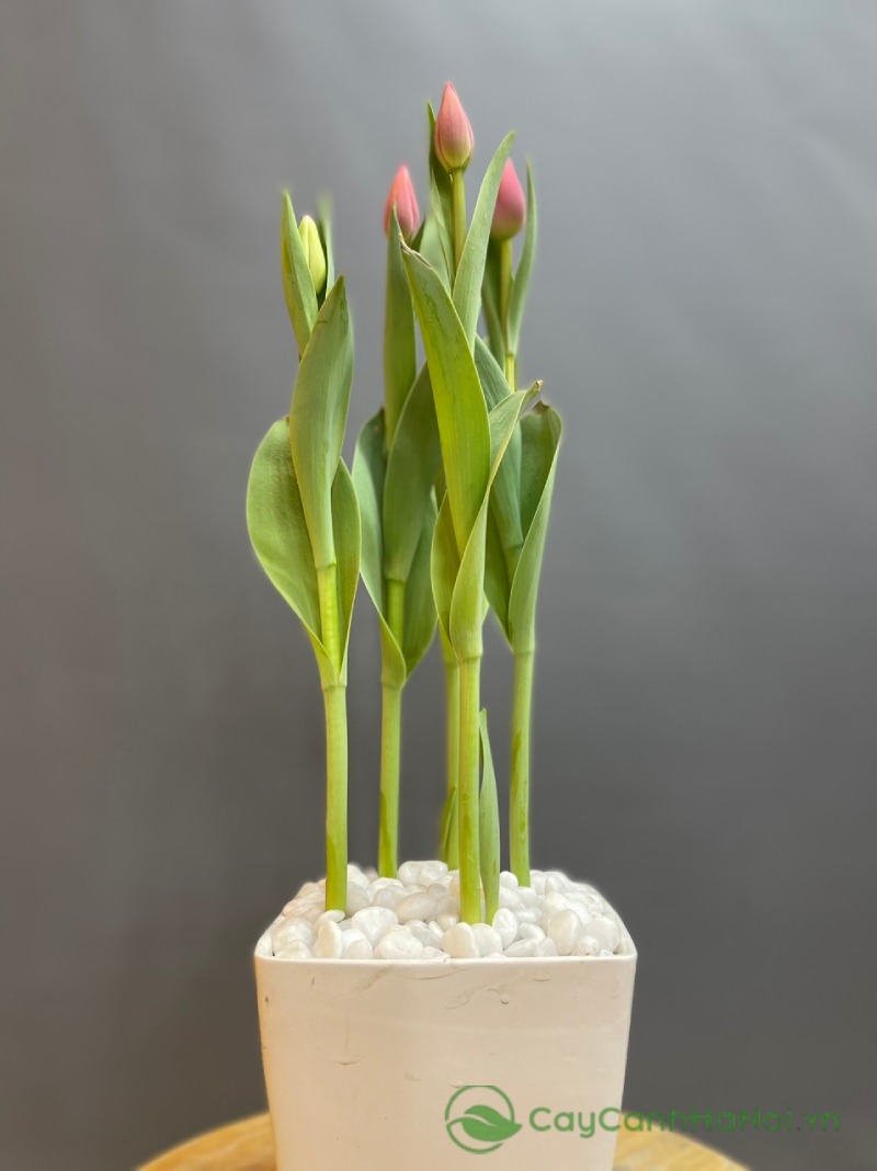 Tặng hoa tulip còn thể hiện mong muốn xây dựng mối quan hệ bền vững