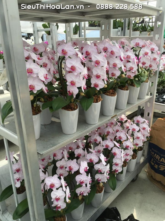 Vẻ đẹp tinh khôi của lan hồ điệp mini