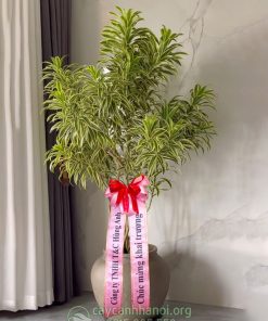 Chậu trúc bách hợp cẩm thạch làm quà tặng