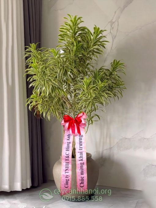 Chậu trúc bách hợp cẩm thạch làm quà tặng