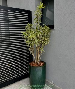 Chậu trúc bách hợp hoàng kim đẹp