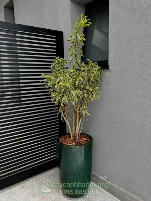 Chậu trúc bách hợp hoàng kim đẹp