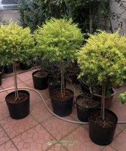 Cửa hàng bán cây liễu hoàng kim đẹp tại Hà Nội
