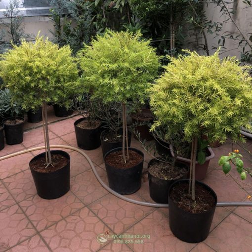 Cửa hàng bán cây liễu hoàng kim đẹp tại Hà Nội