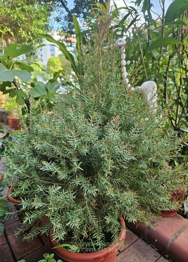 Cửa hàng bán cây tràm đỏ nhiều kích thước