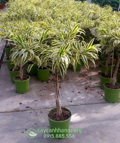 Cửa hàng bán cây trúc bách hợp cẩm thạch