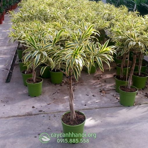 Cửa hàng bán cây trúc bách hợp cẩm thạch