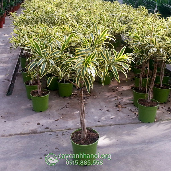 Cửa hàng bán cây trúc bách hợp cẩm thạch
