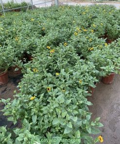 Địa chỉ bán cây hoa hướng dương thân gỗ số lượng lớn tai Hà Nội