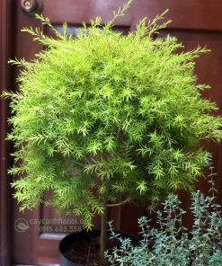 Đặc điểm nhận biết cây tùng hoàng kim