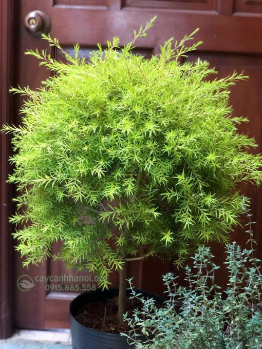 Đặc điểm nhận biết cây tùng hoàng kim