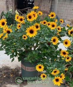 Đặc điểm cây hoa hướng dương thân gỗ