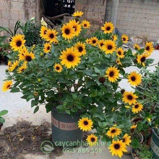 Đặc điểm cây hoa hướng dương thân gỗ