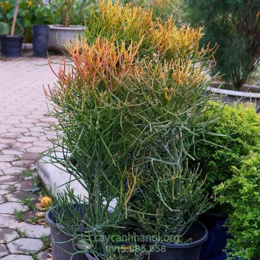 Địa chỉ bán cây giao (cây xương cá) đẹp tại Hà Nội