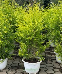 Địa chỉ bán cây liễu hoàng kim tại Hà Nội
