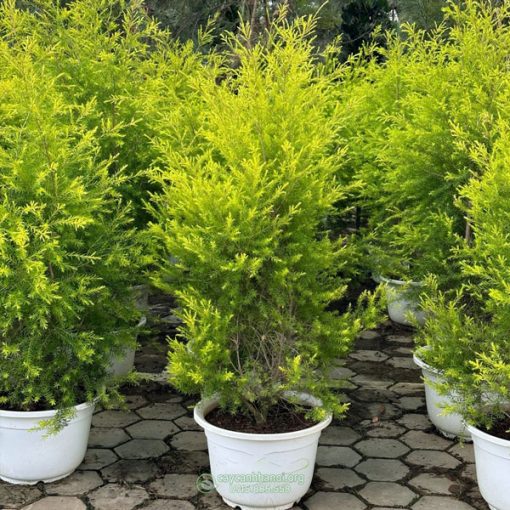 Địa chỉ bán cây liễu hoàng kim tại Hà Nội