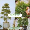 Địa chỉ bán cây liễu đỏ thái đẹp