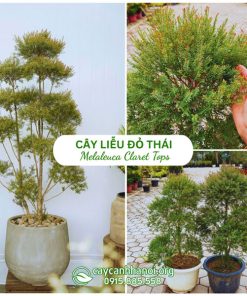 Địa chỉ bán cây liễu đỏ thái đẹp