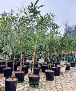 Hình ảnh cây Mimosa có hoa vàng đẹp