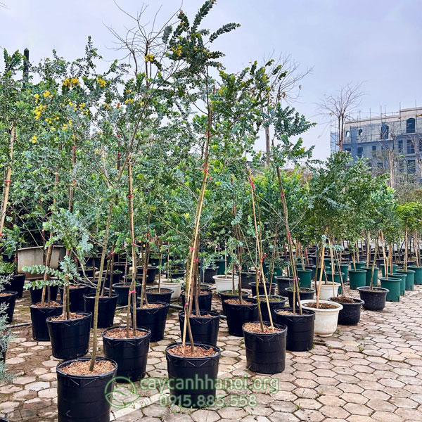 Hình ảnh cây Mimosa có hoa vàng đẹp