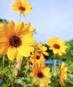 Hoa cây hướng dương thân gỗ có màu vàng rực rỡ