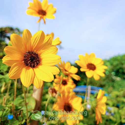 Hoa cây hướng dương thân gỗ có màu vàng rực rỡ