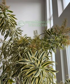 Hoa cây trúc bách hợp lá cẩm thạch