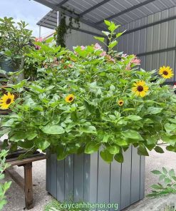 Hoa hướng dương thân gỗ trồng chậu composite